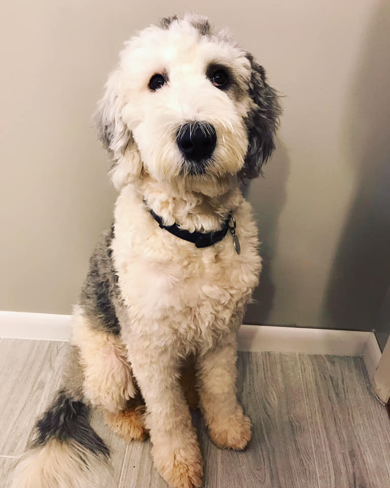 SHEEPADOODLES coming to Doodled Hill 2019 Shawn Doodled